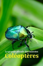 Fabulous Insects - Beetles (2024)