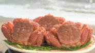 HORSEHAIR CRABS