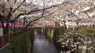 The Meguro River – A Mirror of Urban Transformation