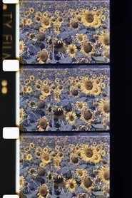 Poster Les tournesols colorés 1983