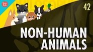 Non-Human Animals