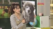Pets (Part.2)