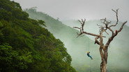 How This Dying Rainforest Is a Sign of Things to Come