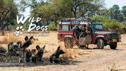 Wild Dogs: Packs Vs. Pride