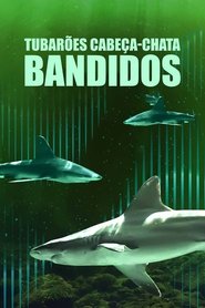 Pôster de Tubarões Cabeça-Chata Bandidos