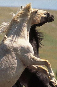 Cloud: Wild Stallion of the Rockies