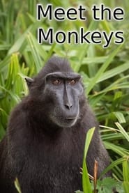 Meet the Monkeys