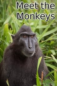 Poster Meet the Monkeys 2013