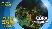Coral Kingdom