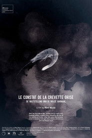 The Gray Shrimp Report