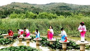 佳节
