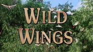 Wild Wings