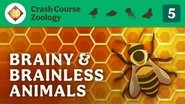 Brainy & Brainless Animals