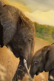 Elephant постер