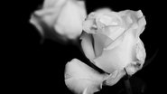 Petals of Doubt 2024 Δωρεάν απεριόριστη πρόσβαση