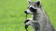 Raccoon: Backyard Bandit