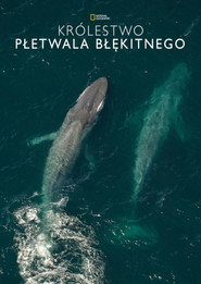 Plakat — Królestwo płetwala błękitnego