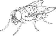 Flies Collective