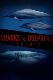 Poster Sharks Vs. Dolphins: Face Off