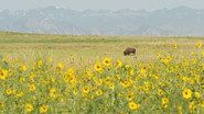 Return of the Buffalo (2)