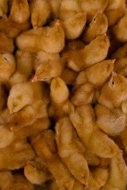 Huevo: La vida de las gallinas explotadas en jaulas
