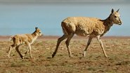 Disneynature: Born In China