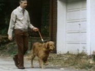 Mister Rogers Takes Barney For a Walk