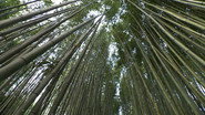 Bamboo