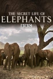 Poster The Secret Life of Elephants