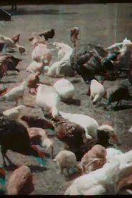 Poster Feeding Poultry at Prowse Jones Farm 1911