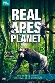 Poster The Real Apes of the Planet