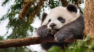 Disneynature: Born In China