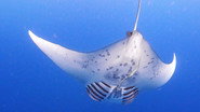 Episode 3: Giants of Palau