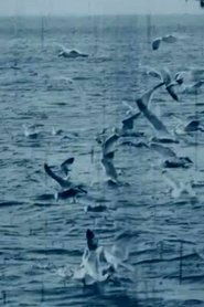 Poster Feeding Seagulls off the Irish Coast 1899