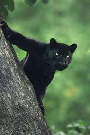 MongoDB.Entities.FuzzyString