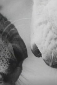Animal Antics 1950 Бесплатан неограничен приступ