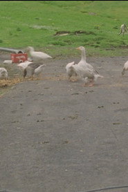 The Faroese Knitting Patterns: Night and Day; Back and Forth; Goose Eye; Gjovi; Nordrogata