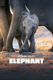 Elephant постер