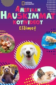 Hauskimmat eläinvideot