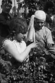 Hop Picking In Kent