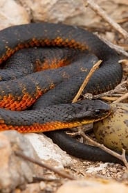 Poster L'île aux serpents