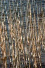 Poster Bulrushes 2003