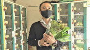 The Vegetable 