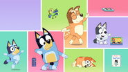 Les petites histoires de Bluey en streaming