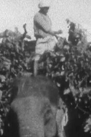 Indian Elephants in the Service of Man (1938)