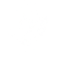 Northern Sheep Cinema