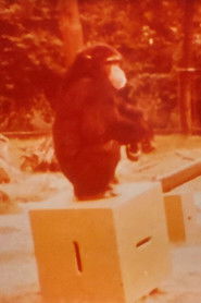 Zielgerichtetes Handeln bei Menschenaffen (1981)