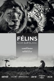 Félins, noir sur blanc 2021 Bezmaksas neierobežota piekļuve