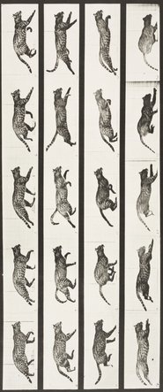Cat Trotting, Changing to a Gallop 1887