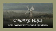 Collingbourne Wood in January